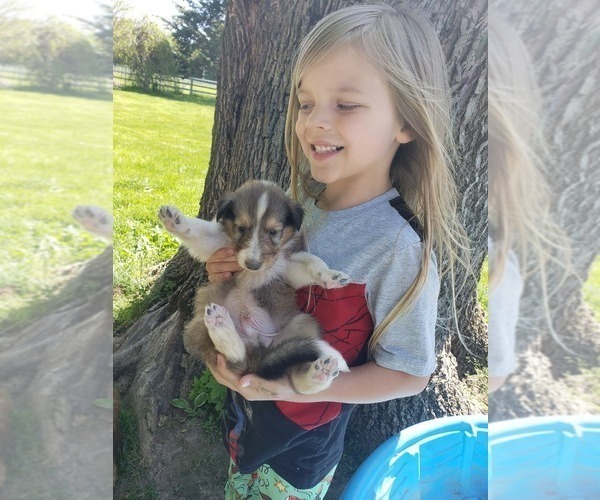 Medium Photo #1 Collie Puppy For Sale in MILTON, WI, USA