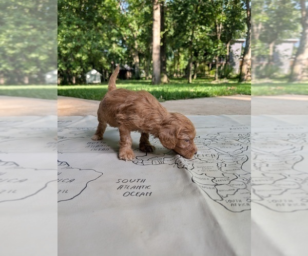 Medium Photo #6 Golden Mountain Doodle  Puppy For Sale in BROKEN ARROW, OK, USA