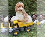Small #1 Goldendoodle (Miniature)