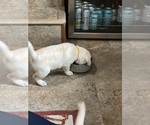 Puppy Yellow Labrador Retriever