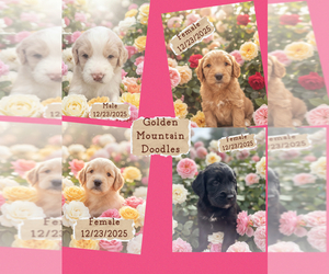 Golden Mountain Doodle Puppy for Sale in CORBIN, Kentucky USA