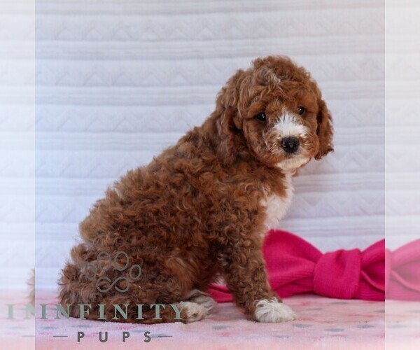 Medium Photo #5 Goldendoodle (Miniature) Puppy For Sale in LITITZ, PA, USA