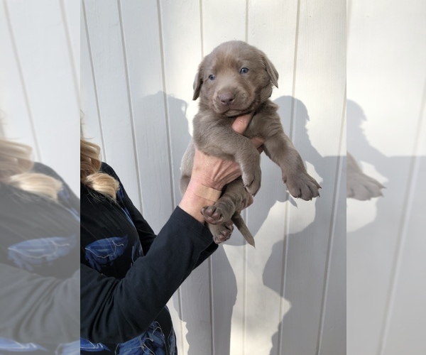 Medium Photo #3 Labrador Retriever Puppy For Sale in MAGNOLIA, TX, USA