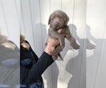 Small Photo #3 Labrador Retriever Puppy For Sale in MAGNOLIA, TX, USA