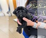 Puppy Lourdes Pug