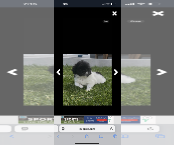 Medium Photo #4 ShihPoo Puppy For Sale in MEAD, CO, USA