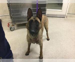 Mutt Dogs for adoption in Riverside, CA, USA