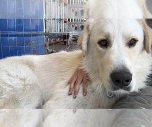 Father of the Great Pyrenees puppies born on 03/11/2025