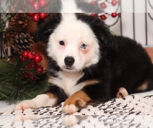 Miniature American Shepherd Puppy for sale in NAPLES, FL, USA