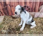 Small #10 Catahoula Leopard Dog