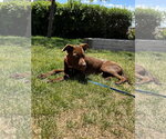 Small #4 Labrador Retriever Mix
