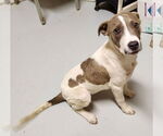 Small #17 Boxer Mix