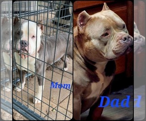 Mother of the American Bully puppies born on 03/13/2025