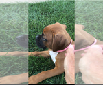Small #3 Boxer