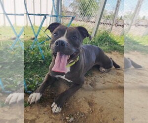 Mutt Dogs for adoption in Evansville, IN, USA