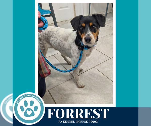 Medium Photo #4 Jack Russell Terrier-Unknown Mix Puppy For Sale in Kimberton, PA, USA