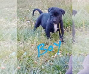 American Bully-Cane Corso Mix Puppy for sale in SHELTON, WA, USA