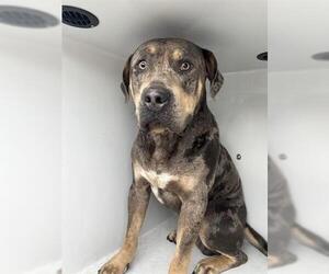 American Pit Bull Terrier Dogs for adoption in Houston, TX, USA