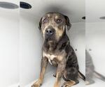 Small American Pit Bull Terrier