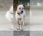 Small #1 Catahoula Leopard Dog Mix