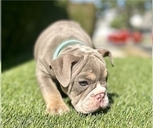English Bulldog Puppy for sale in COLUMBUS, OH, USA