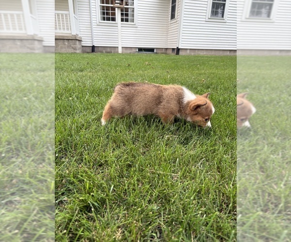 Medium Photo #5 Pembroke Welsh Corgi Puppy For Sale in MILFORD, IN, USA