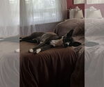 Small #2 American Pit Bull Terrier-Huskies  Mix