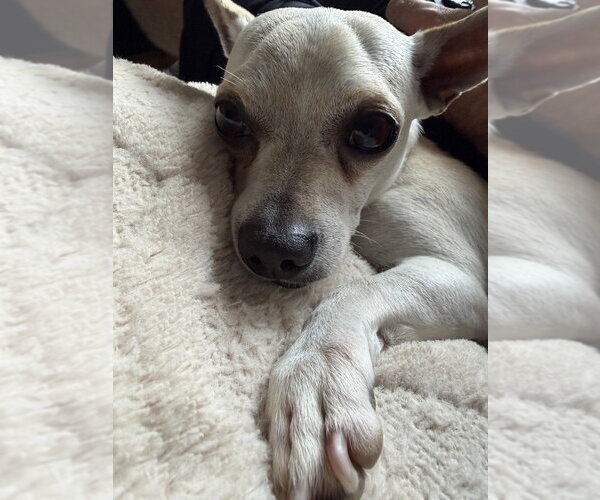 Medium Photo #3 Chihuahua-Unknown Mix Puppy For Sale in Lakewood, CO, USA