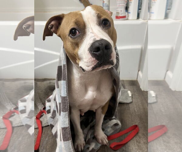 Medium Photo #3 American Pit Bull Terrier Puppy For Sale in Rockville, MD, USA