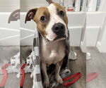 Small #2 American Pit Bull Terrier