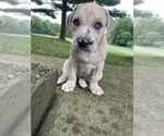 Puppy Chloe Labrador Retriever-Unknown Mix