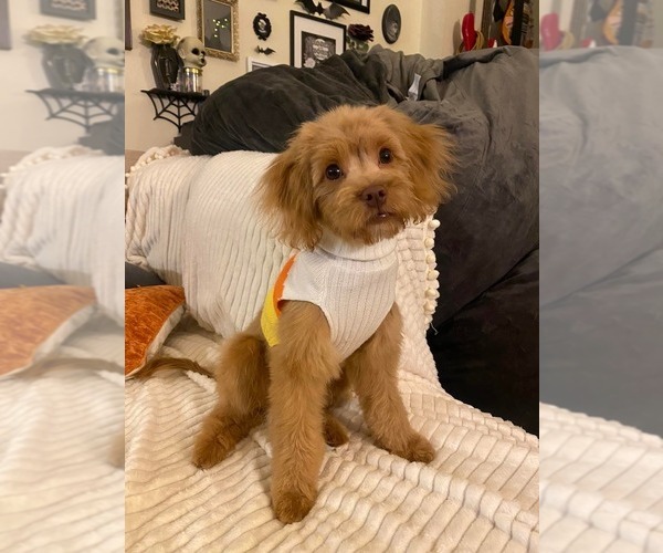 Medium Photo #1 Cockapoo (Miniature) Puppy For Sale in LITTLE VALLEY, NY, USA