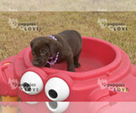 Small Photo #3 Labrador Retriever Puppy For Sale in SANGER, TX, USA