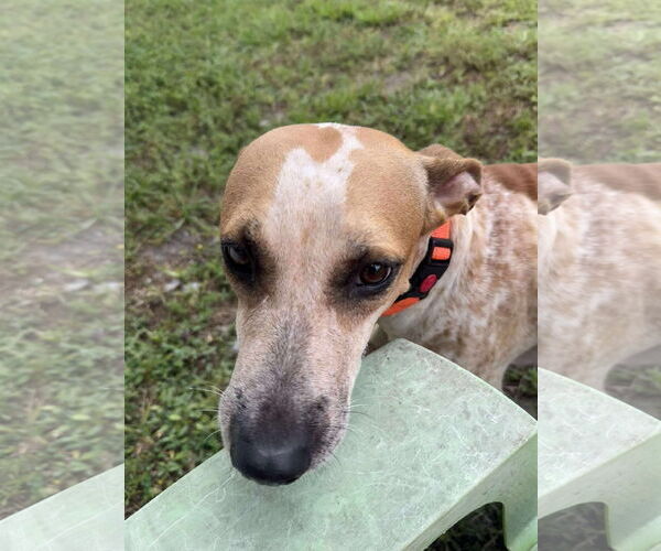 Medium Photo #4 English Coonhound Puppy For Sale in Lighthouse Point, FL, USA