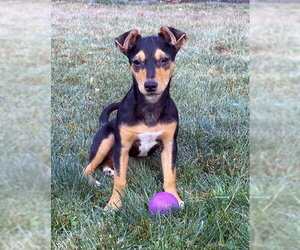 Rat Terrier-Unknown Mix Dogs for adoption in Bellevue, WA, USA