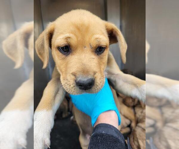 Medium Photo #1 Mutt Puppy For Sale in San Antonio, TX, USA