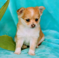 Chorkie Puppy for sale in GAP, PA, USA