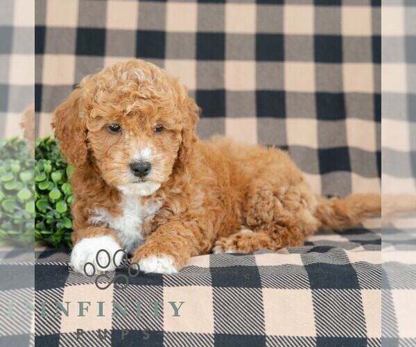Medium Photo #5 Goldendoodle (Miniature) Puppy For Sale in DORNSIFE, PA, USA