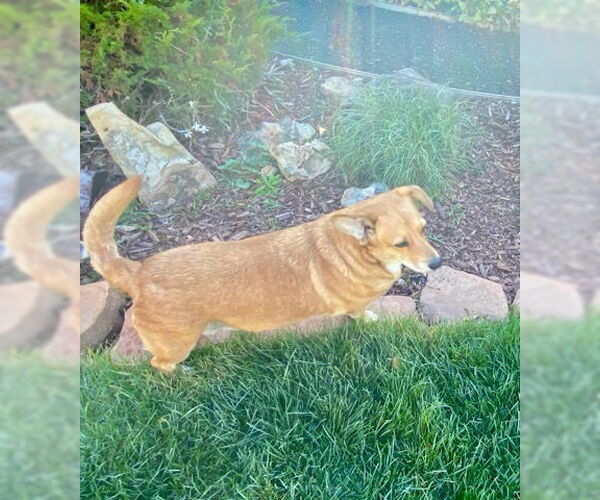 Medium Photo #3 Pembroke Welsh Corgi-Unknown Mix Puppy For Sale in Denver , CO, USA