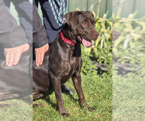 Medium Photo #1 Labrador Retriever Puppy For Sale in Batavia, NY, USA