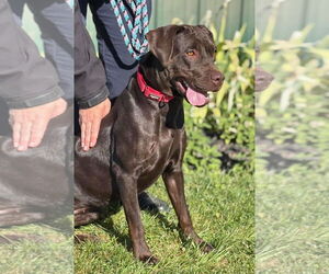 Labrador Retriever Dogs for adoption in Batavia, NY, USA