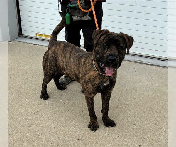 Medium Photo #1 Mutt Puppy For Sale in Louisville, KY, USA