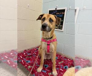 Labsky Dogs for adoption in Brighton, CO, USA