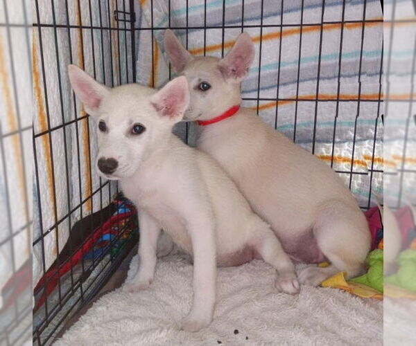 Medium Photo #3 - Mix Puppy For Sale in Phoenix, AZ, USA