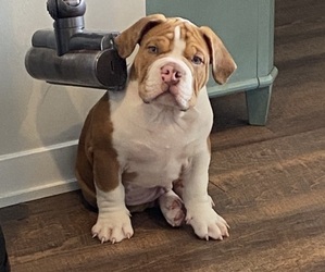 American Bully Puppy for sale in ENGLEWOOD, NJ, USA