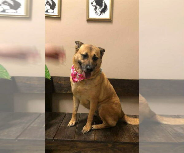 Medium Photo #1 Mutt Puppy For Sale in Escondido, CA, USA