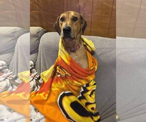 Doberman Pinscher-Unknown Mix Dogs for adoption in Randleman , NM, USA