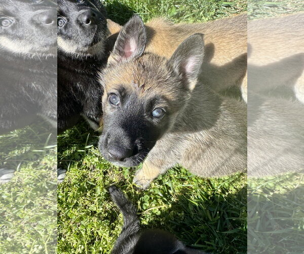 Medium Photo #3 Siberian Husky-Unknown Mix Puppy For Sale in Holly Springs, NC, USA