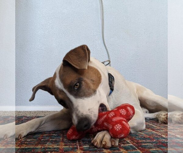 Medium Photo #176 Pointer-Unknown Mix Puppy For Sale in Kanab, UT, USA