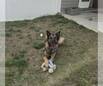 Small #2 German Shepherd Dog Mix